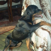 Photo de Rottweiler