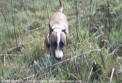 Photo de Bull terrier miniature