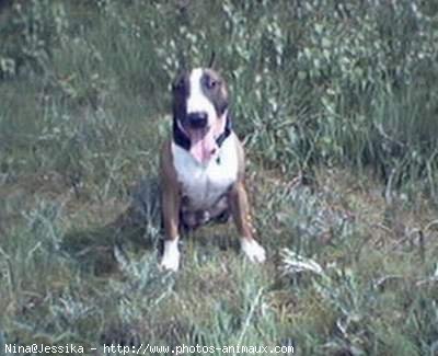 Photo de Bull terrier miniature