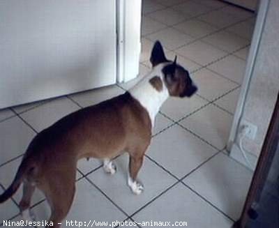 Photo de Bull terrier miniature