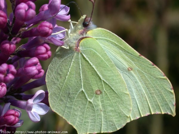 Photo de Papillon