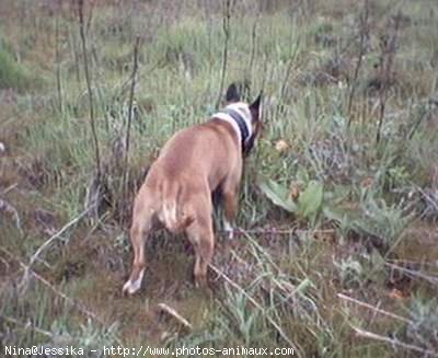 Photo de Bull terrier miniature