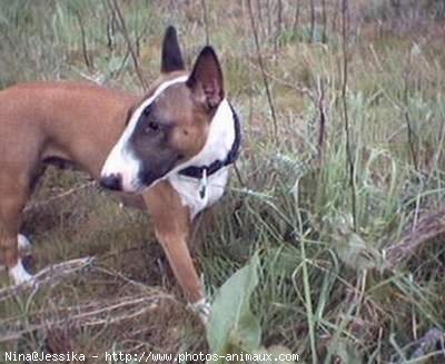 Photo de Bull terrier miniature