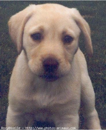 Photo de Labrador retriever