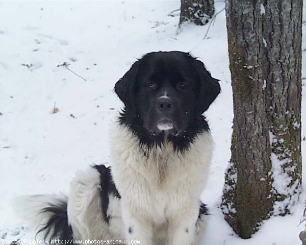 Photo de Chien de terre-neuve