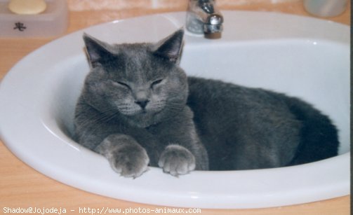 Photo de Chartreux