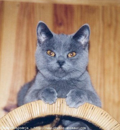 Photo de Chartreux