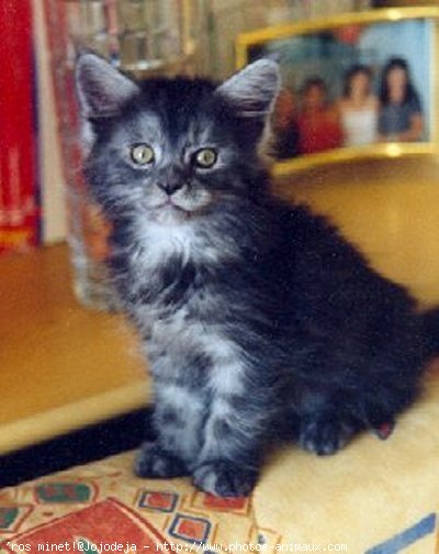 Photo de Maine coon