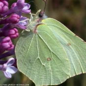 Photo de Papillon