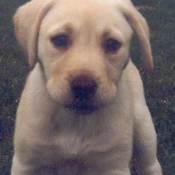 Photo de Labrador retriever