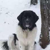 Photo de Chien de terre-neuve