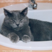 Photo de Chartreux