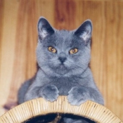 Photo de Chartreux