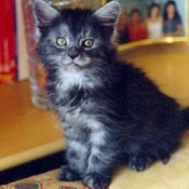 Photo de Maine coon