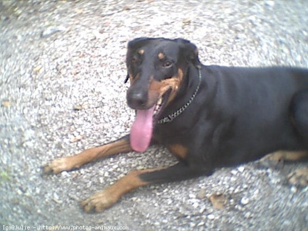 Photo de Dobermann