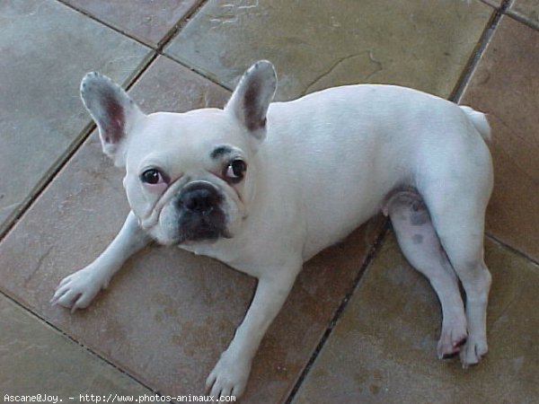 Photo de Bouledogue franais