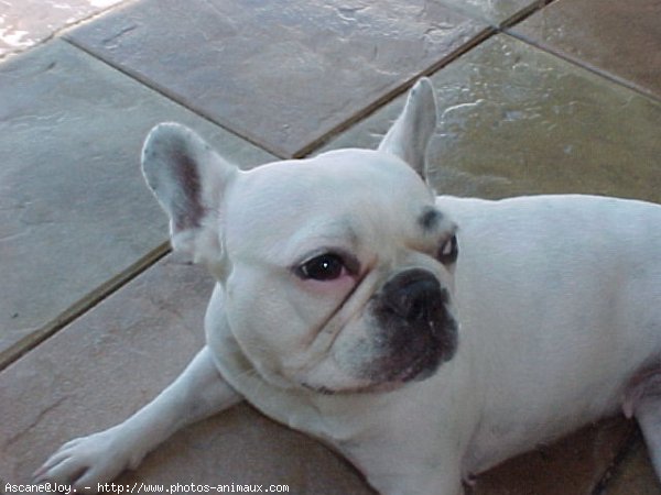 Photo de Bouledogue franais