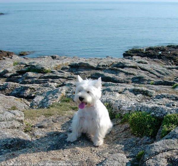 Photo de West highland white terrier