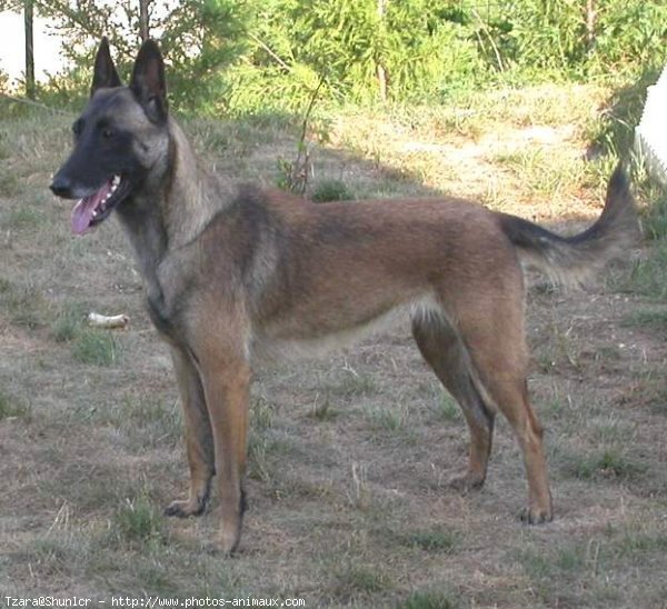 Photo de Berger belge malinois