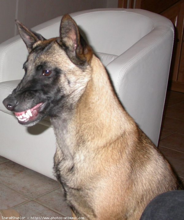 Photo de Berger belge malinois