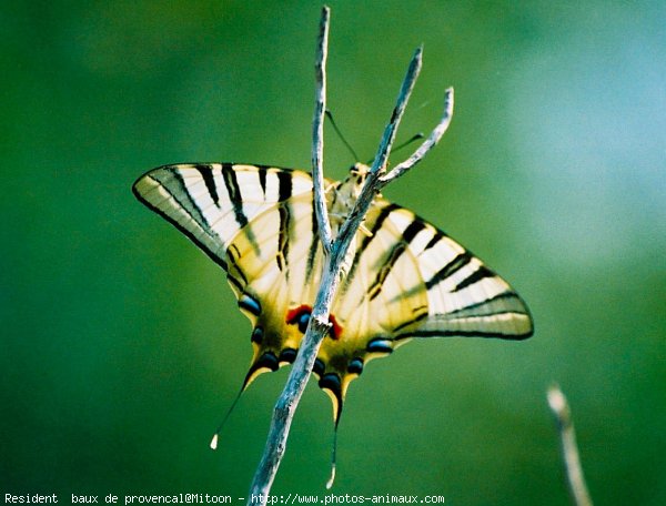 Photo de Papillon