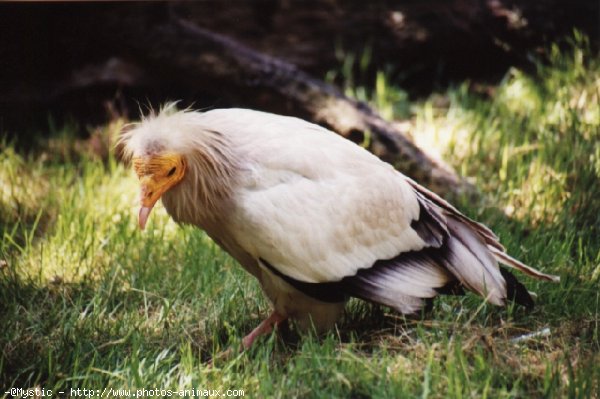 Photo de Vautour percnoptere