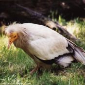 Photo de Vautour percnoptere