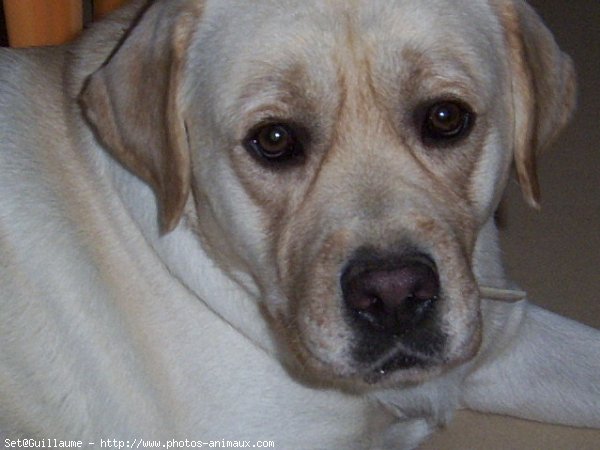 Photo de Labrador retriever