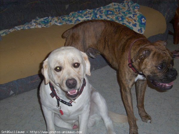 Photo de Labrador retriever