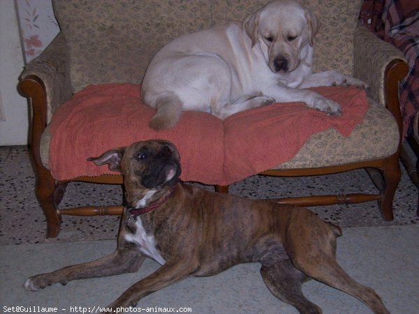 Photo de Labrador retriever