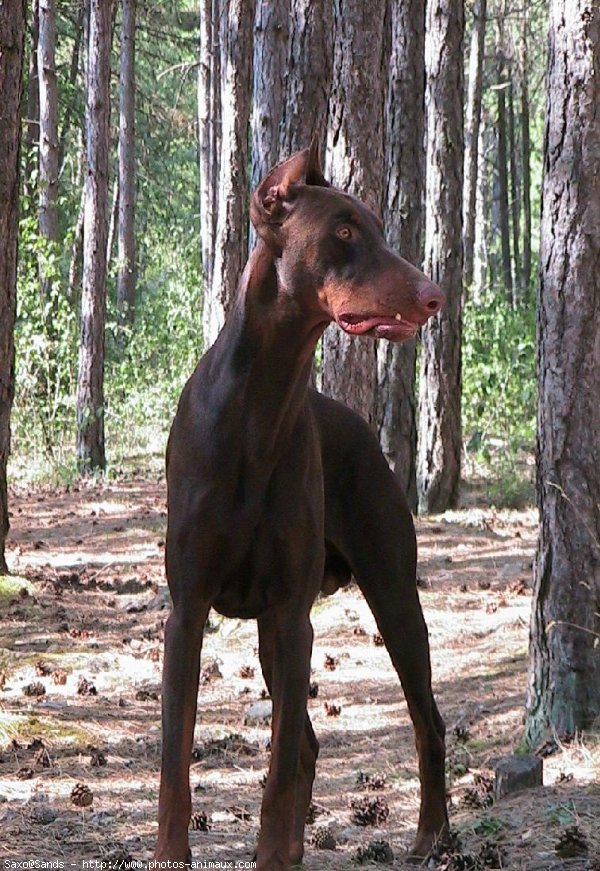 Photo de Dobermann