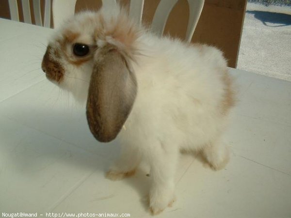 Photo de Lapin