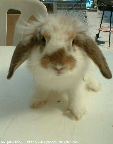 Photo de Lapin