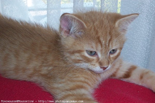 Photo de Chat domestique