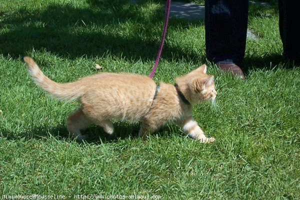 Photo de Chat domestique