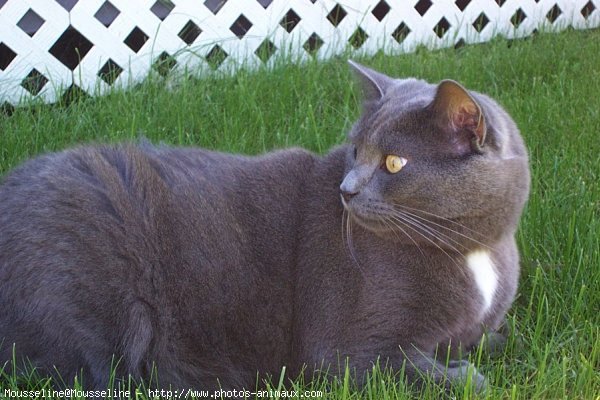 Photo de Chat domestique