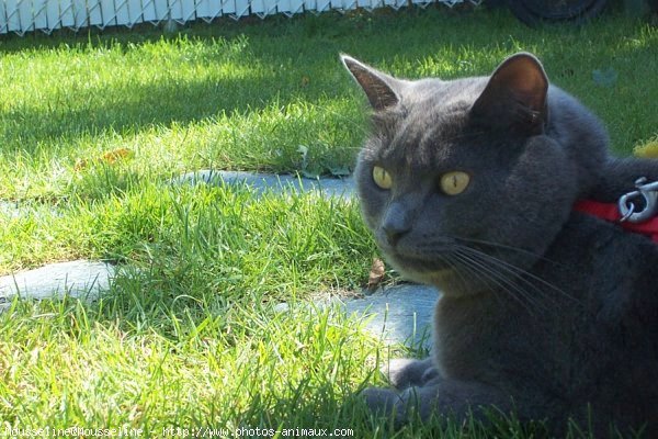 Photo de Chat domestique