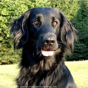 Photo de Retriever  poil plat