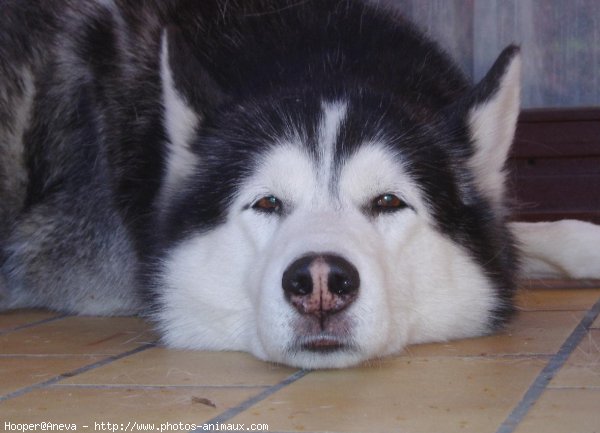 Photo de Husky siberien