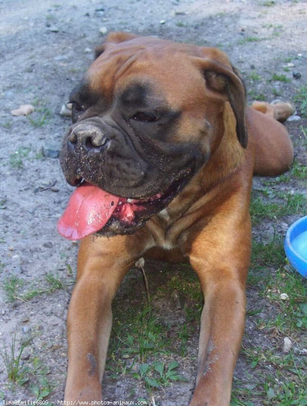 Photo de Boxer