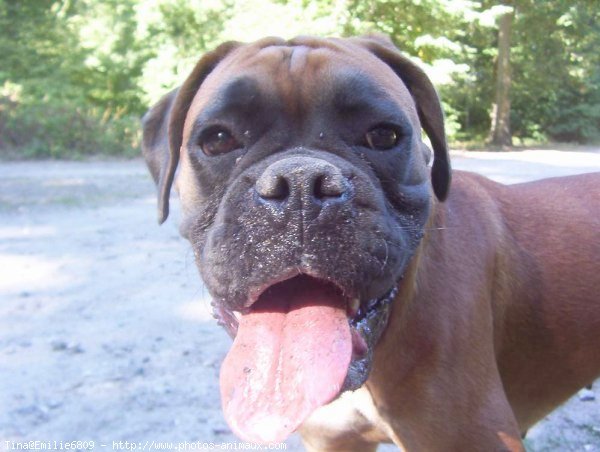 Photo de Boxer