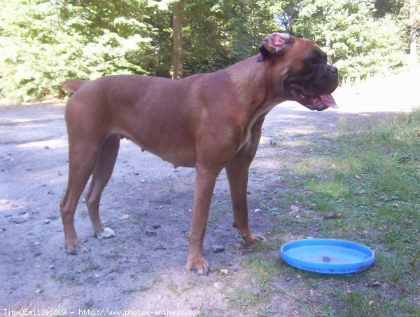 Photo de Boxer