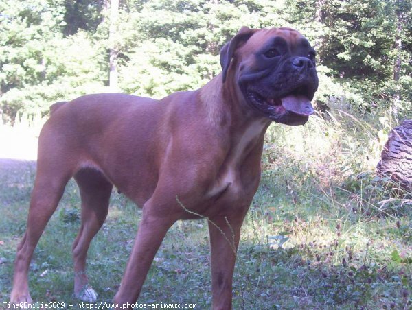 Photo de Boxer