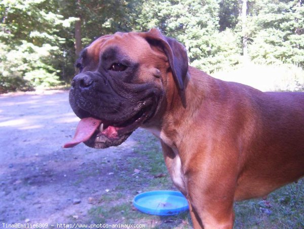 Photo de Boxer