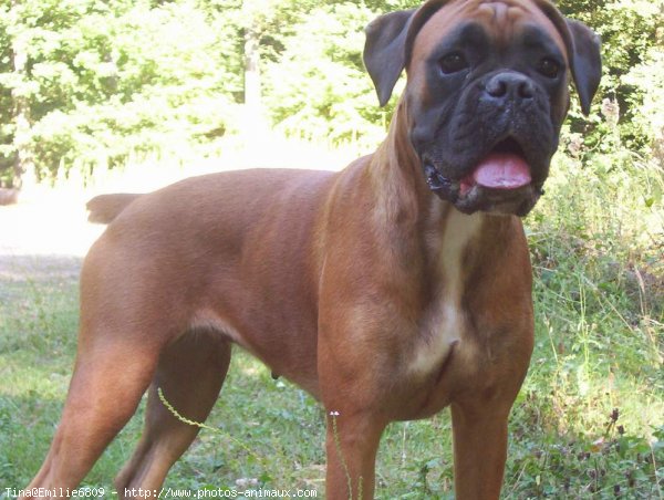 Photo de Boxer