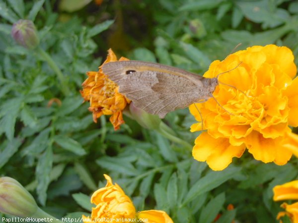 Photo de Papillon