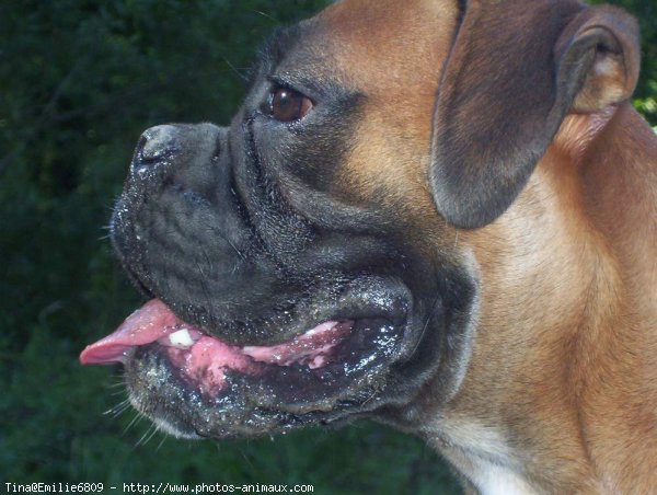 Photo de Boxer