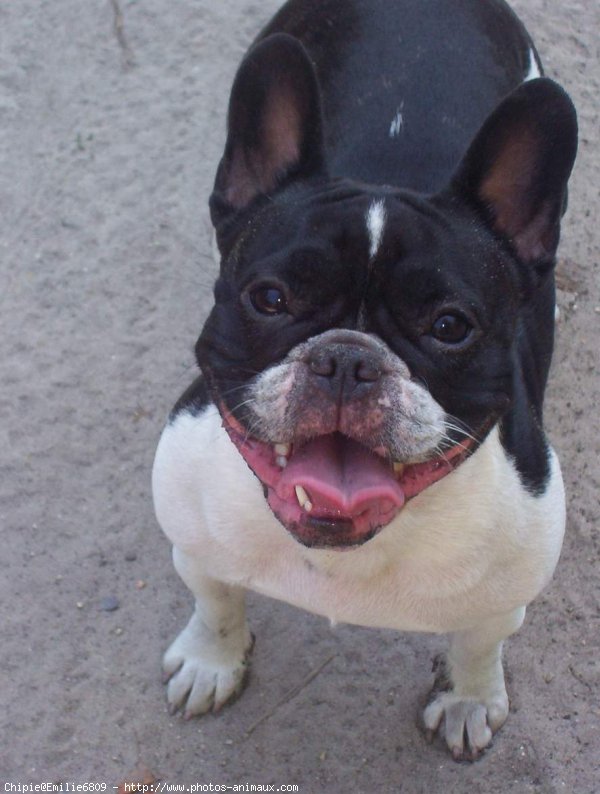 Photo de Bouledogue franais