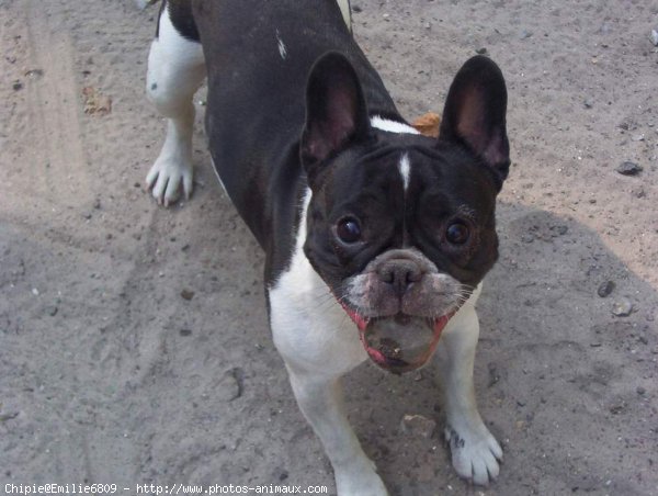 Photo de Bouledogue franais