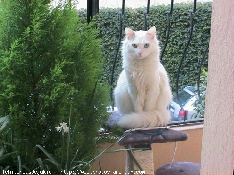 Photo d'Angora turc